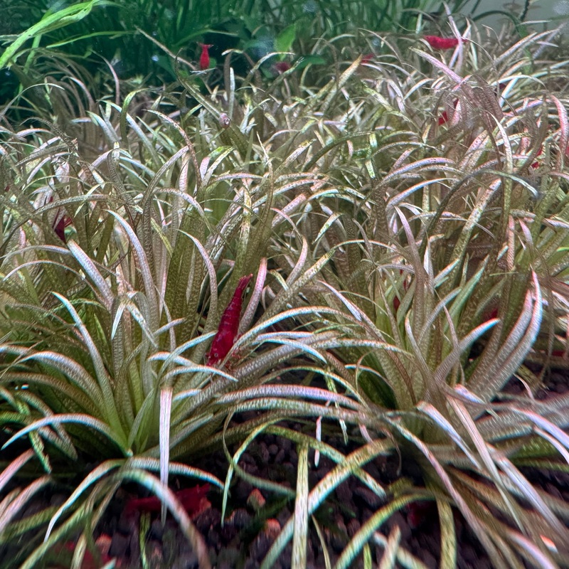 Blyxa Novoguineensis ( Also known as Red Blyxa, 3 submerged stems per order)