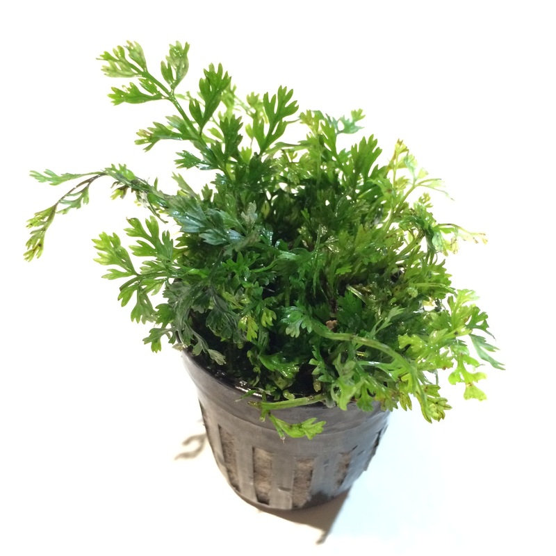 Bolbitis sp. "Baby Leaf"(potted)