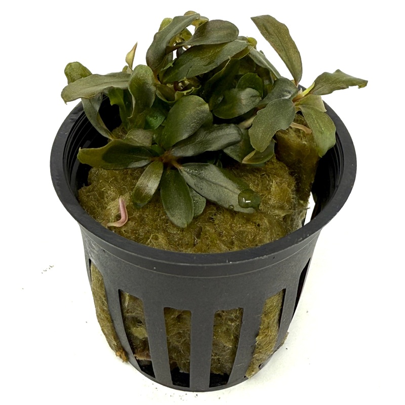Bucephalandra brownie blue (potted)