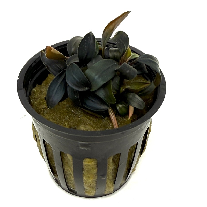 Bucephalandra brownie ghost ulu kapus (potted)