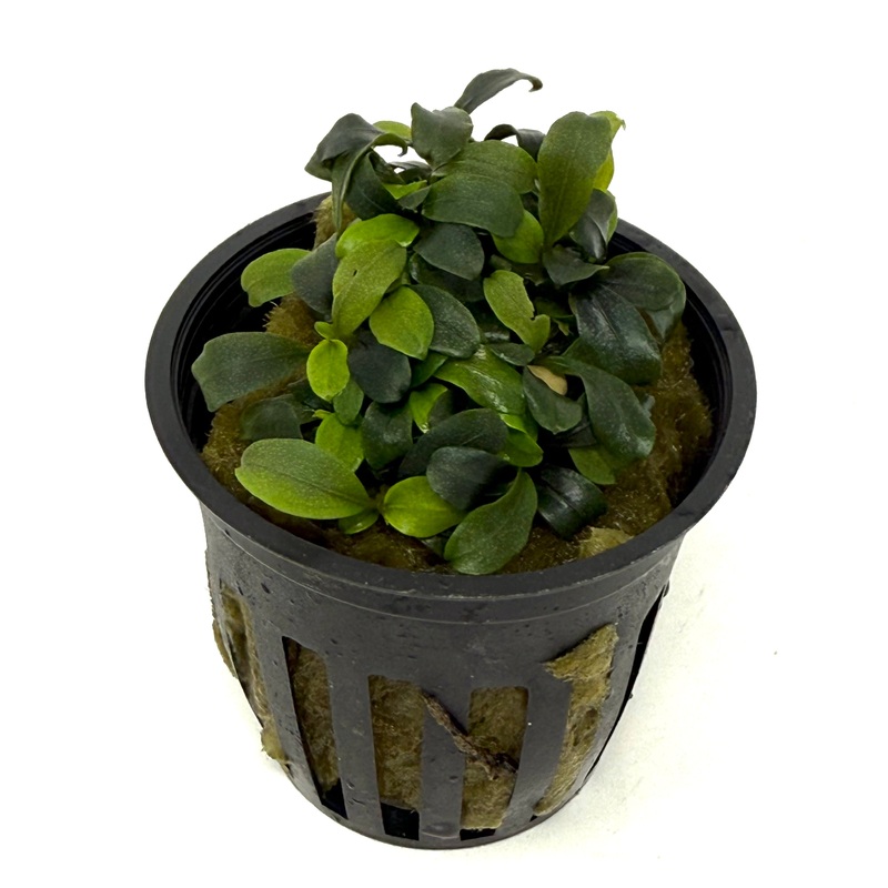 Bucephalandra brownie purple (potted)
