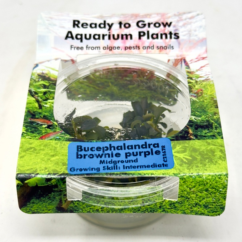 Bucephalandra brownie purple tissue culture cup