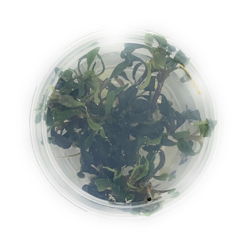 Bucephalandra Kedagang Japan Tissue Culture cup (small)