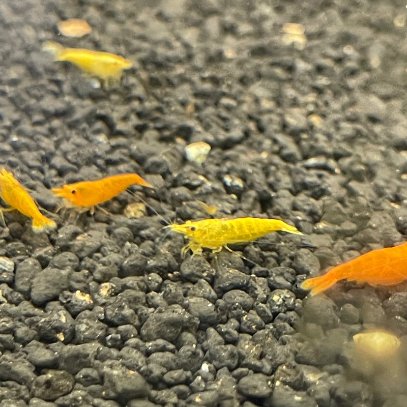 Gold Bar shrimp (Neocaridina Davidi)