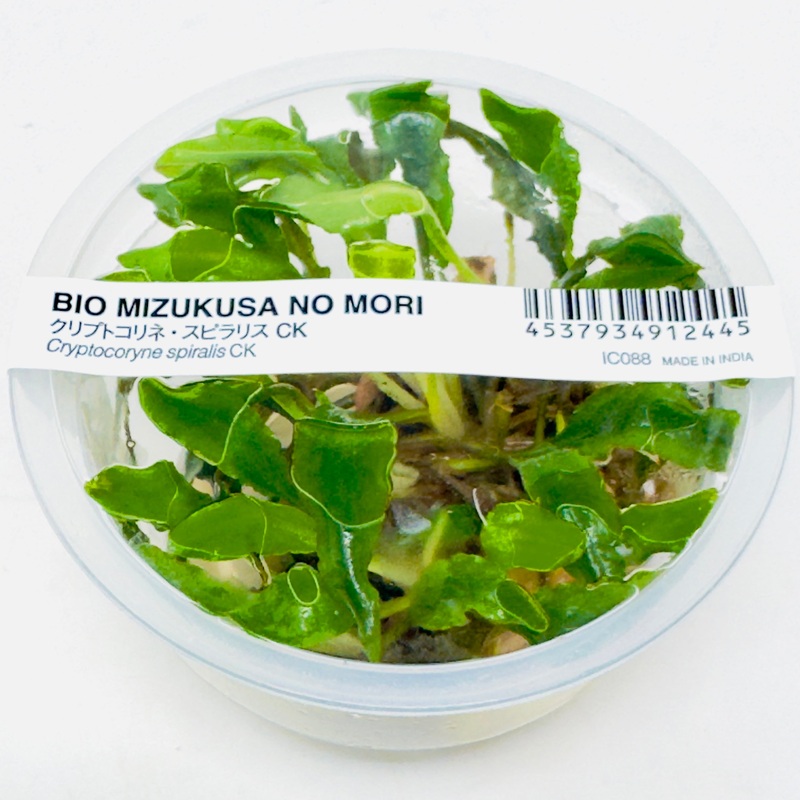 IC088 ADA Tissue Culture  - Cryptocoryne spiralis CK