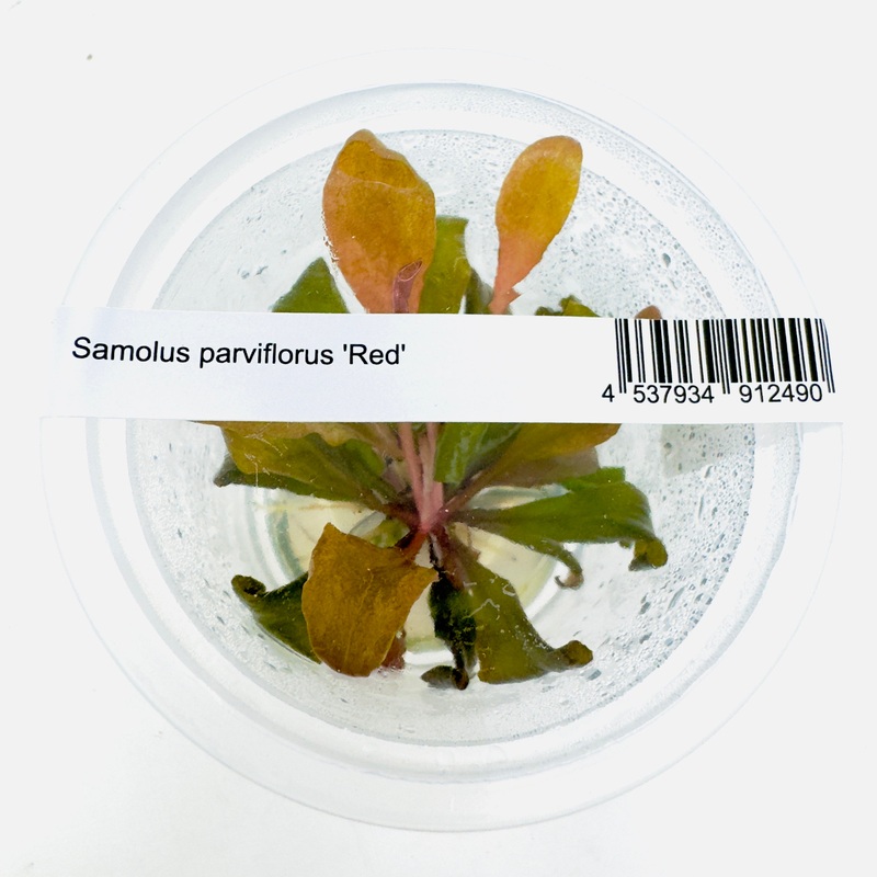 IC471 ADA Tissue Culture Plant - Samolus parviflorus 'red'