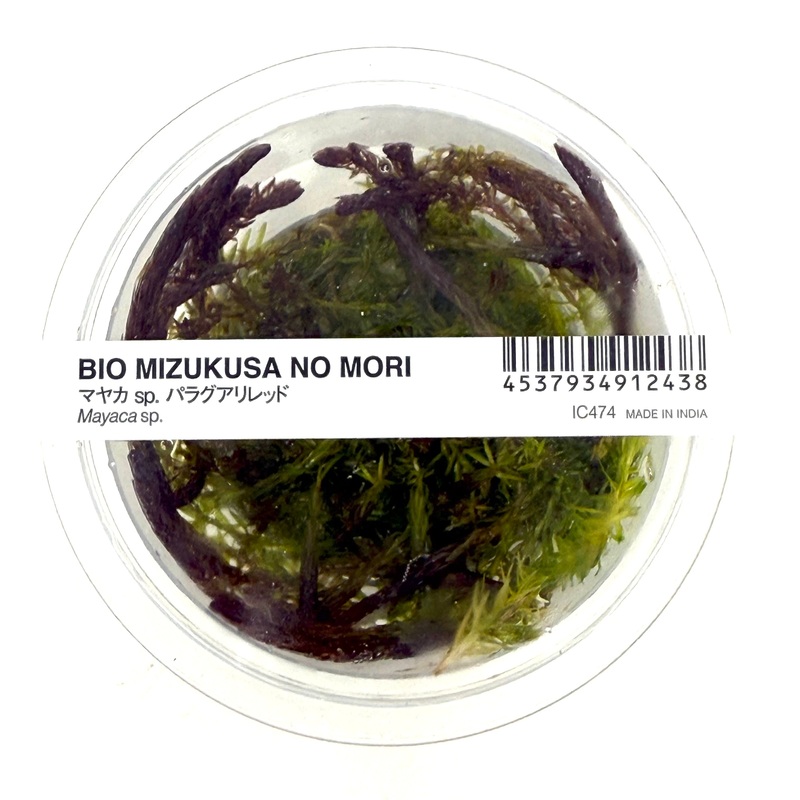 IC474 Tissue Culture  - Mayaca fluvitalis 'paraguay'