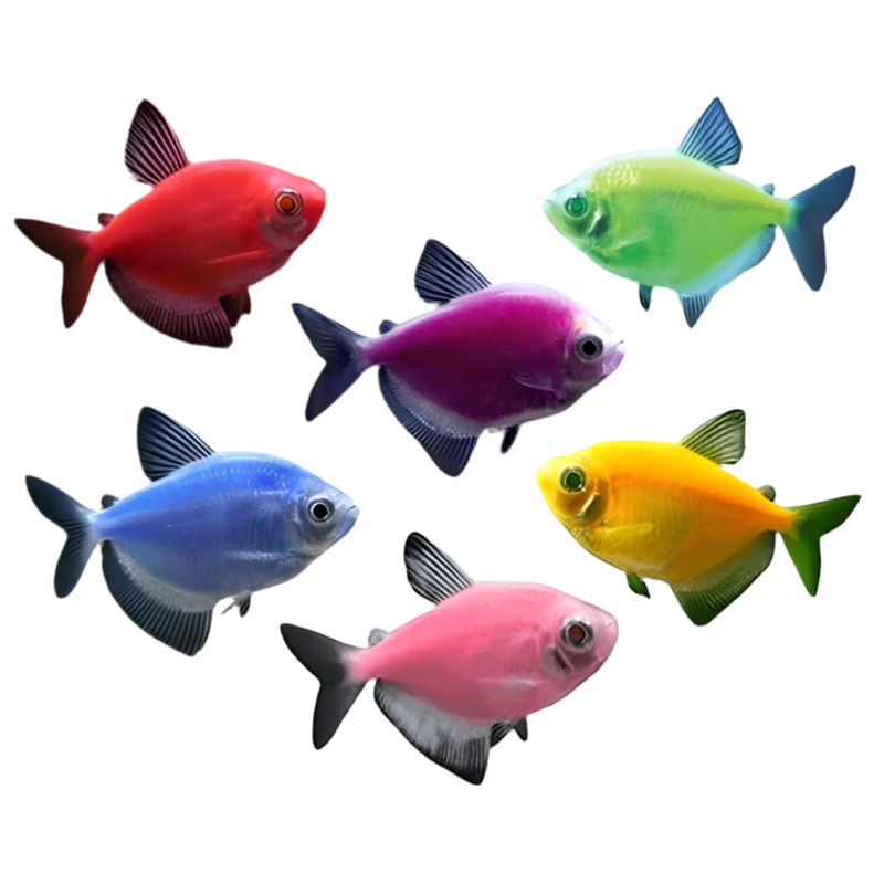 Assorted Glofish 6 lot