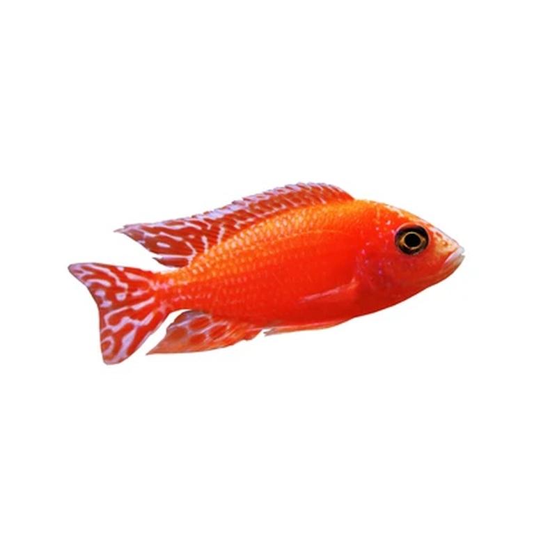 Dragon Blood Peacock 2