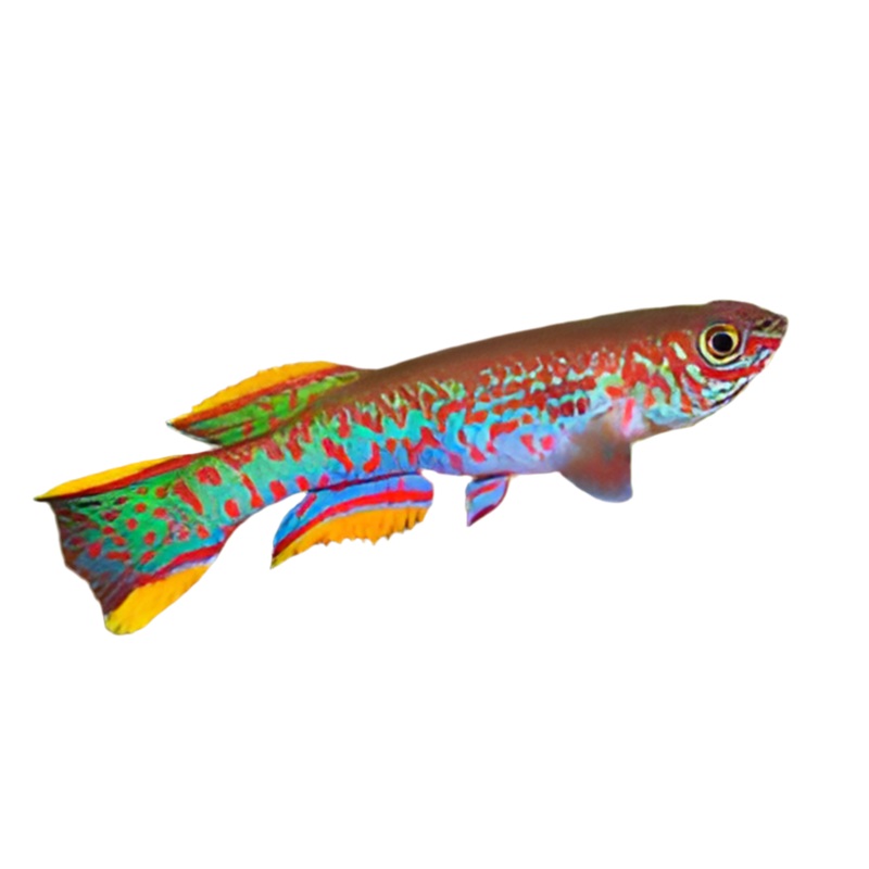 Gardneri killifish (female)