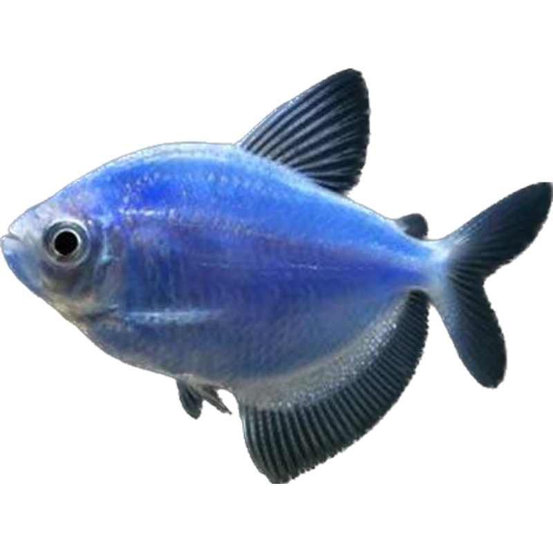 GloFish Cosmic Blue Tetra Fish