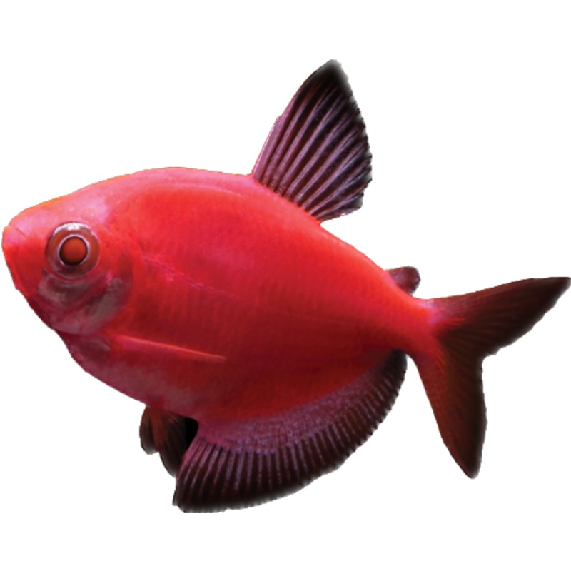 GloFish Starfire Red Tetra