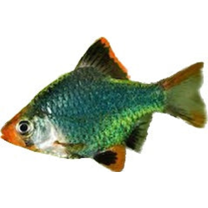 Green Tiger Barb