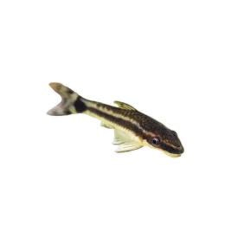 Otocinclus