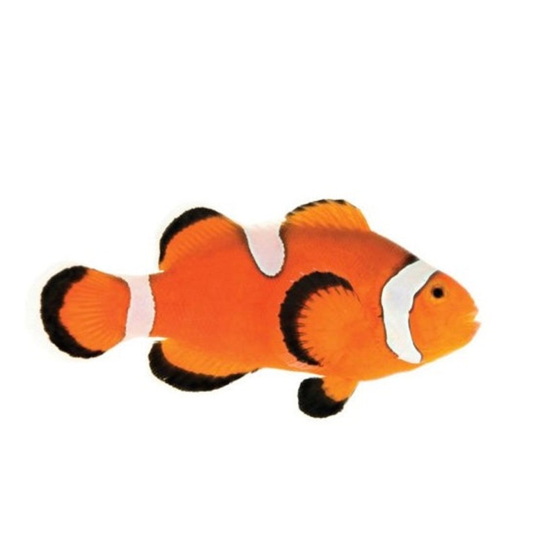 Percula Clownfish  Misbar