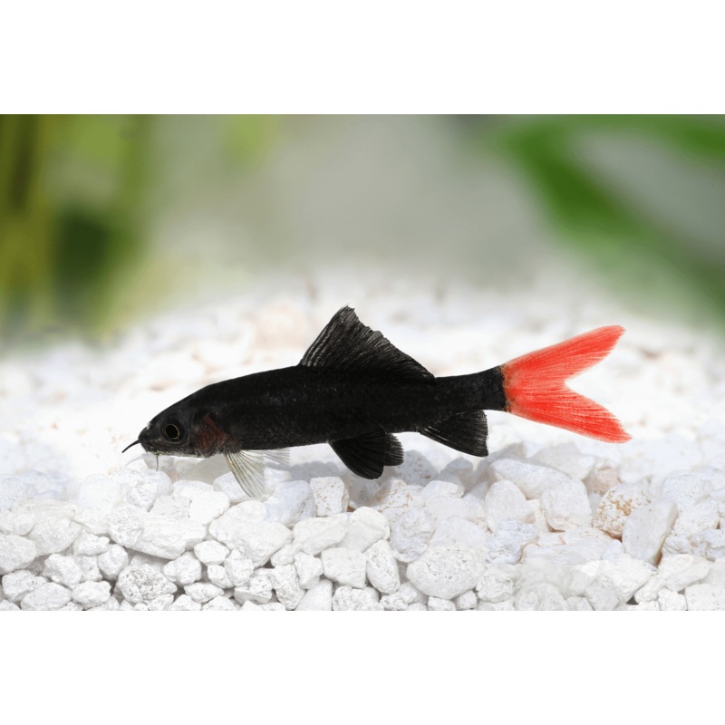 Red Tail Shark
