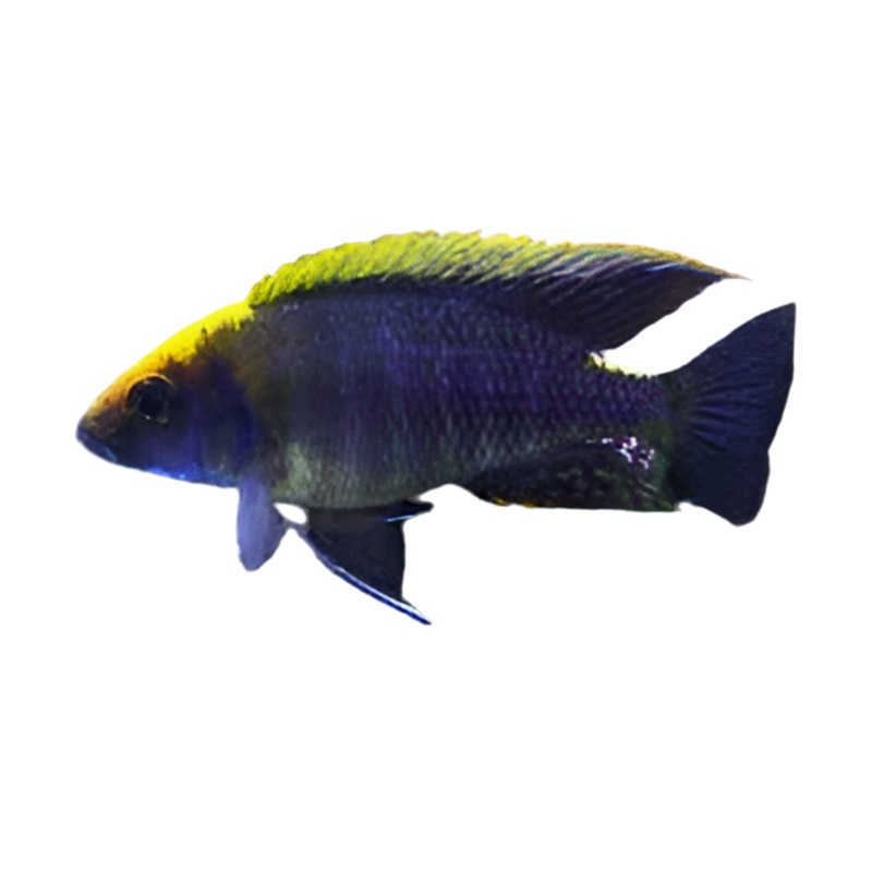 Sulfur head peacock cichlid