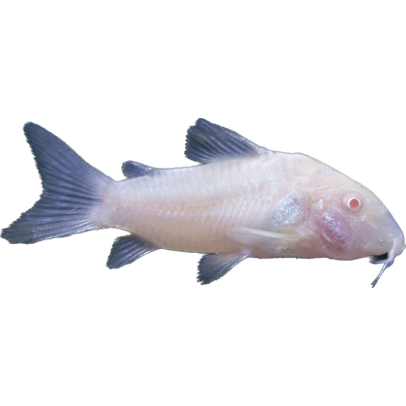 Albino Corydora
