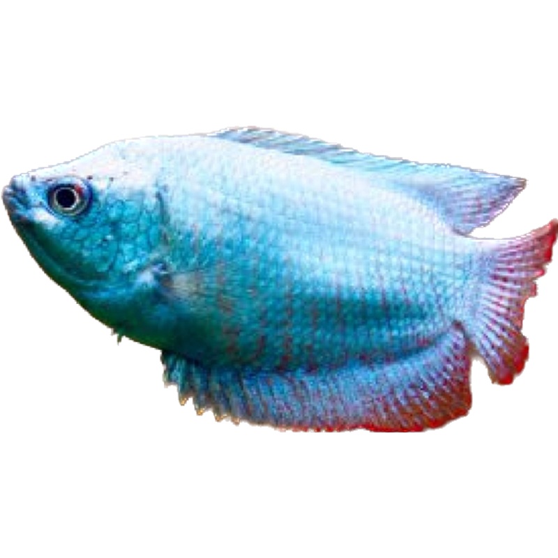 Cobalt Blue Dwarf Gourami