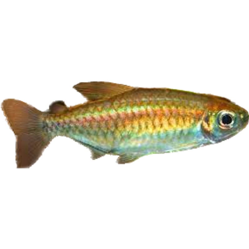Congo Tetra