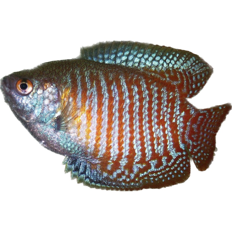 Dwarf Gourami
