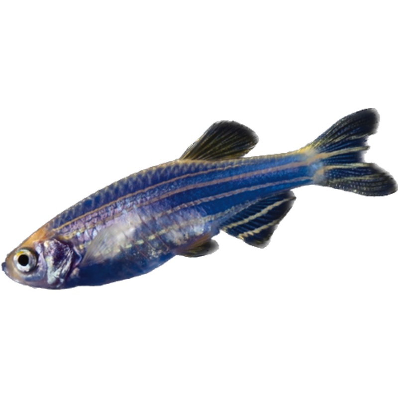 GloFish Cosmic Blue Danio