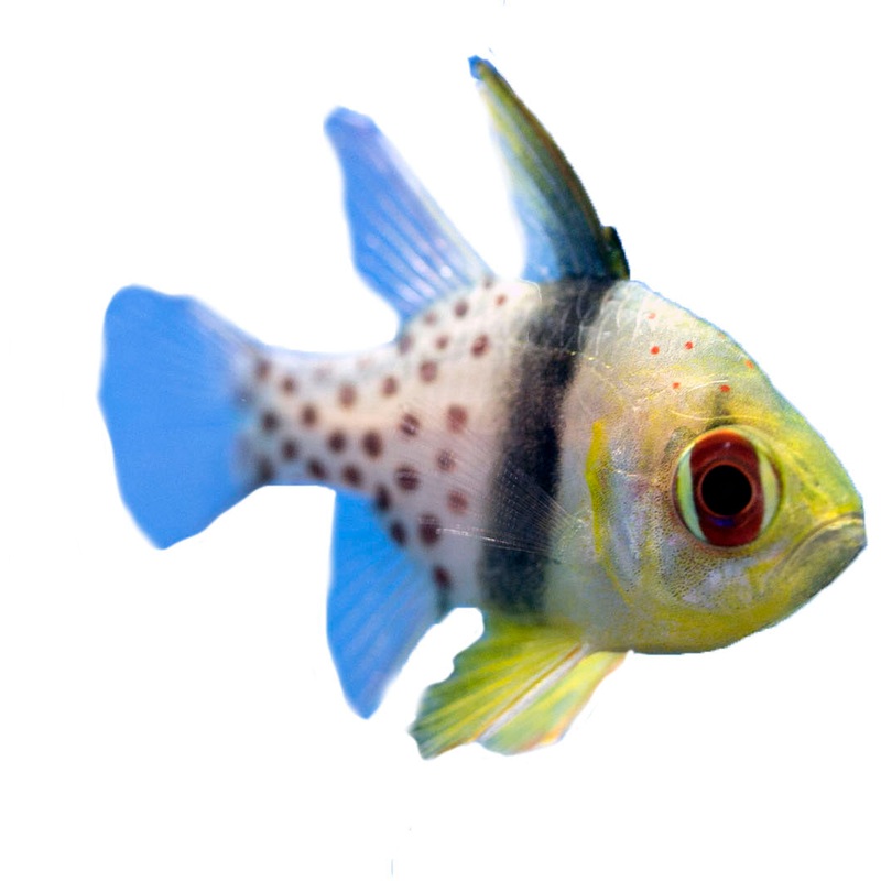 Pajama Cardinalfish (arrived April 25 )