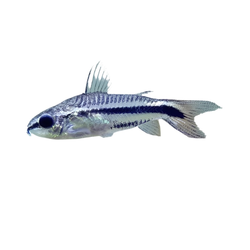 Pygmy Corydora