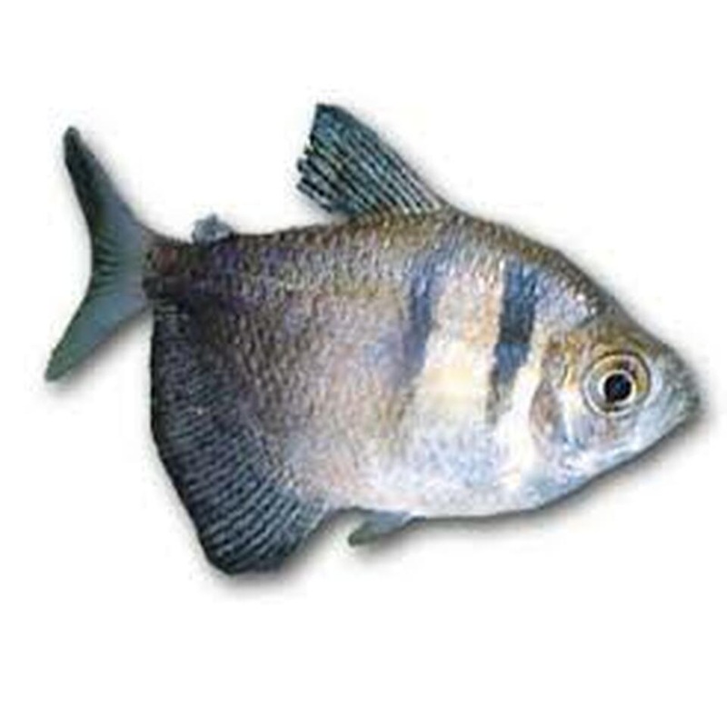 Black Skirt Tetra