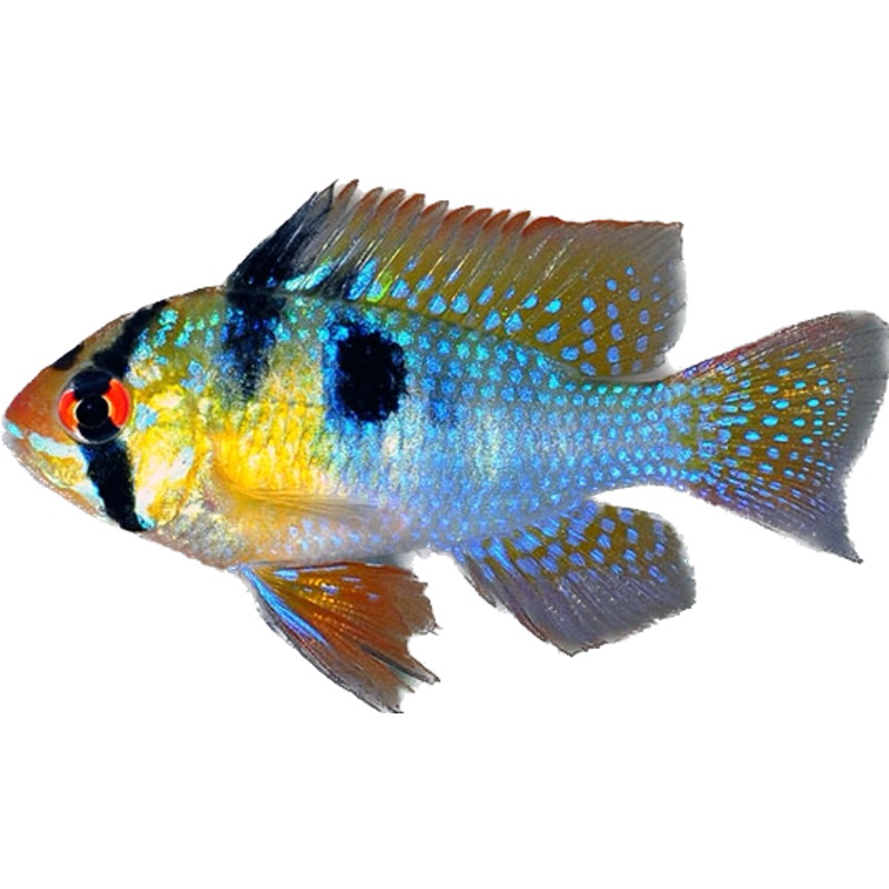 Blue Ram