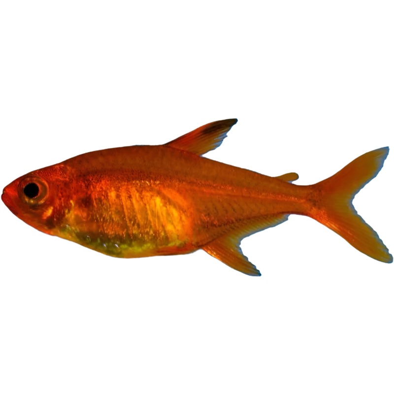 Ember Tetra