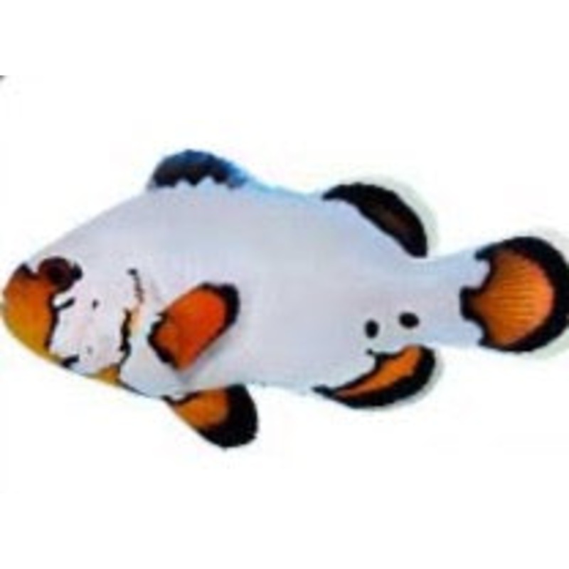Flurry Clownfish (Arrived Feb 15)