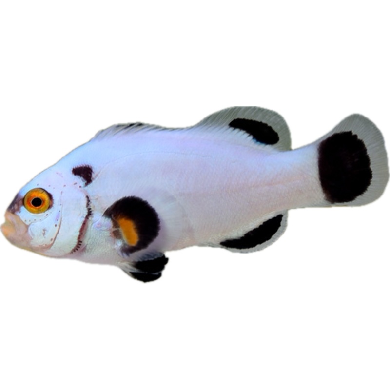 Maine Blizzard Clownfish (Arrived Feb 15)