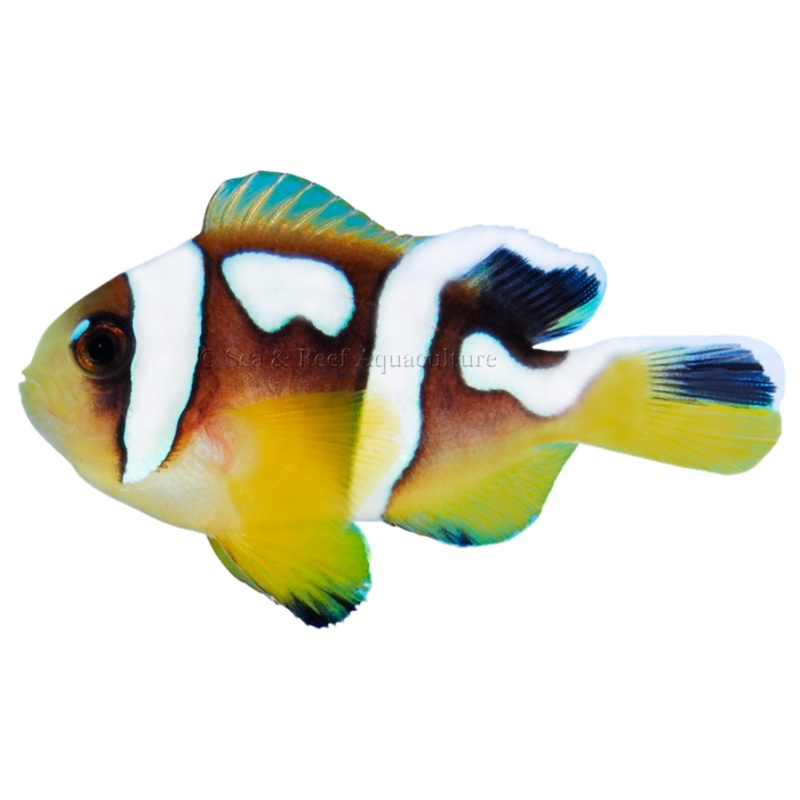 Spotcinctus Clownfish (Arrived Feb 15)