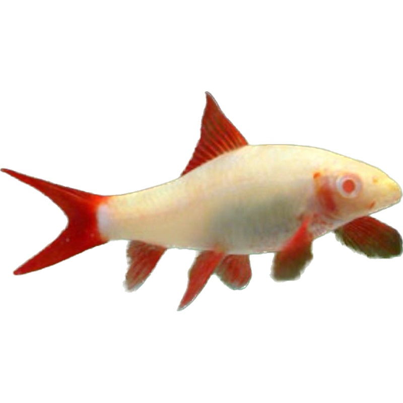 Albino Rainbow Shark