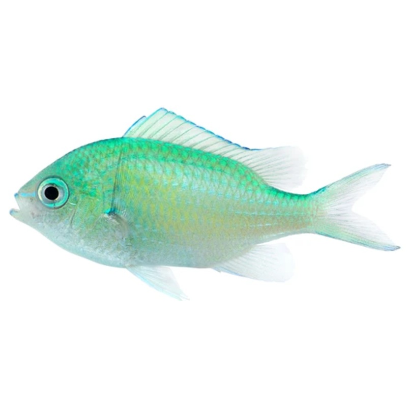 Green Chromis ( Arrived May 09)