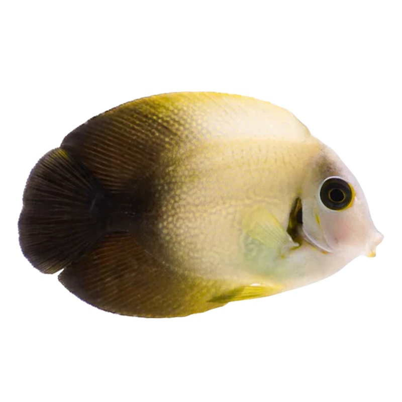 Mimic Half Black Tang LG (Acanthurus chronixis) -arrived March 22