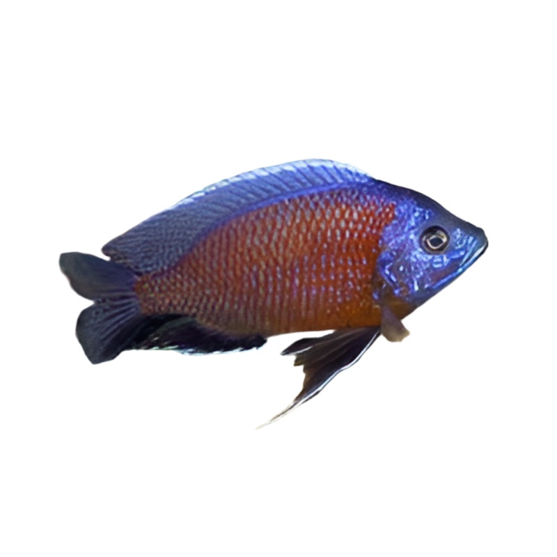 Red Fin Borleyi Cichlid 1