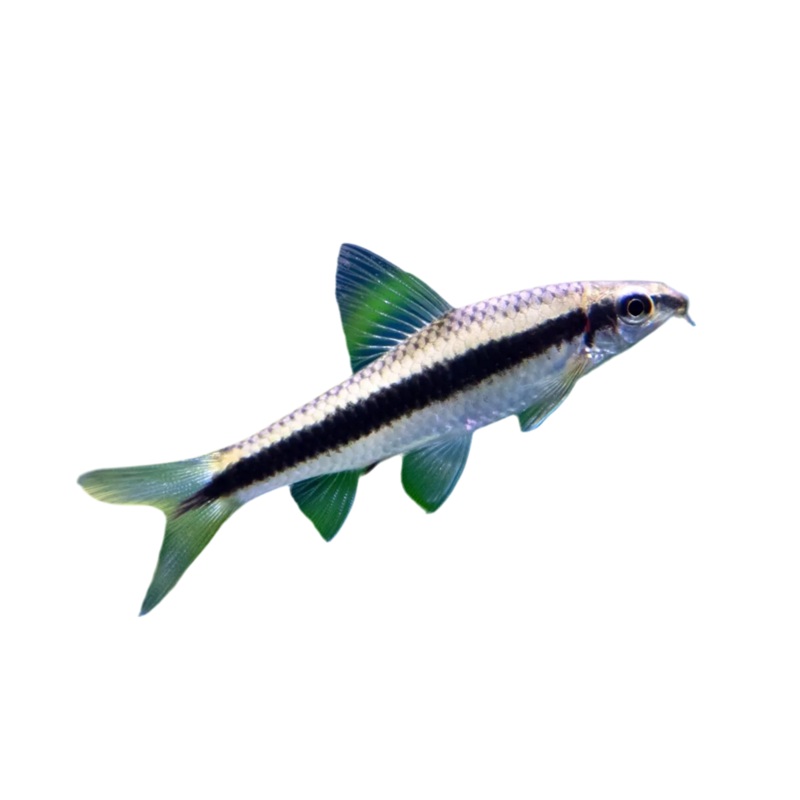 Siamese Algae Eater Fish