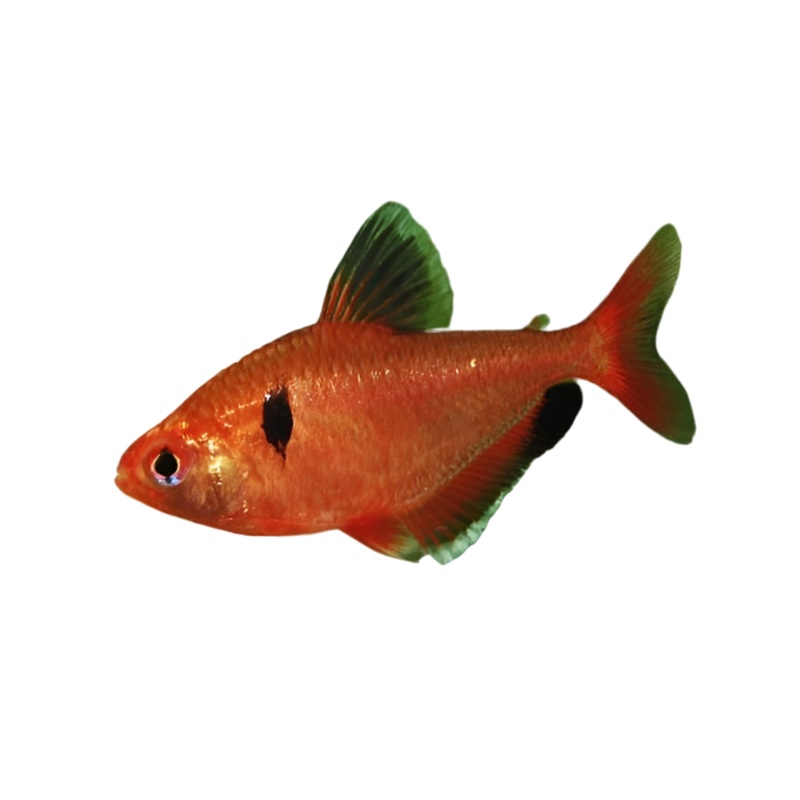 Super Red Serpae Tetra