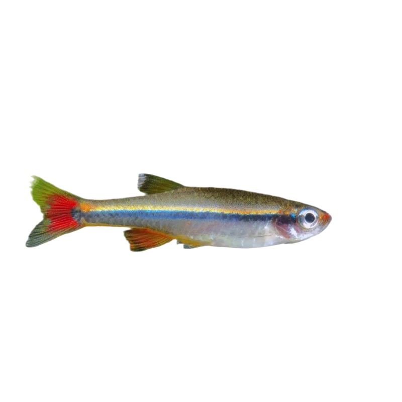 White Cloud Mountain Minnow