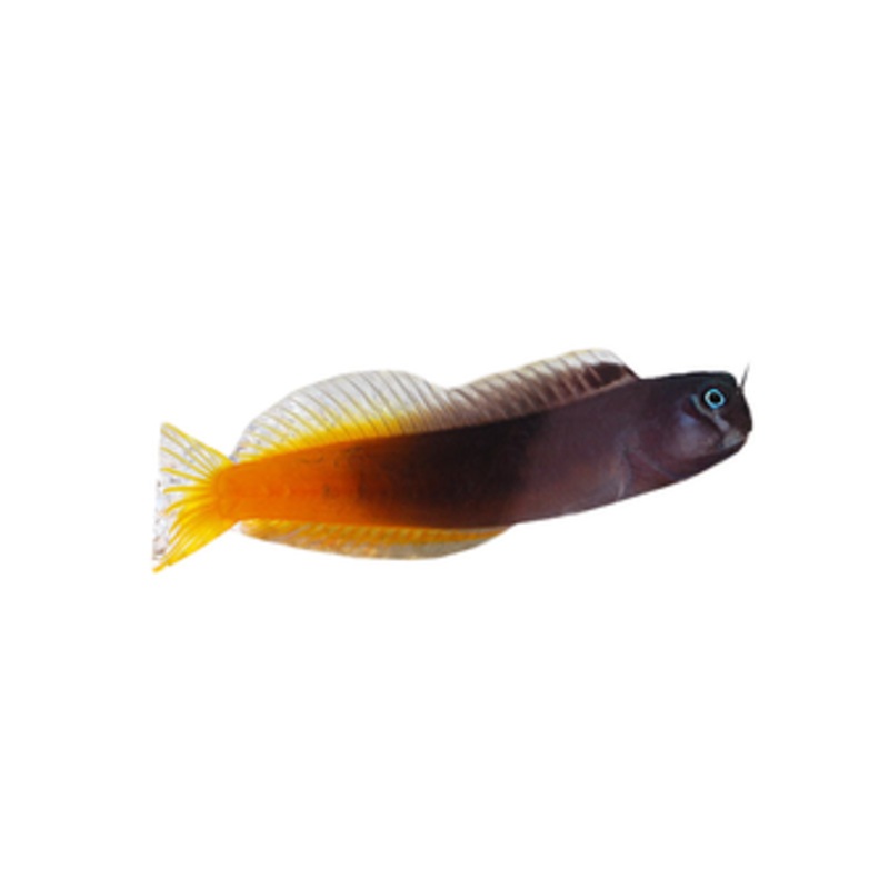 Bicolour Blenny (arrived May 09 )