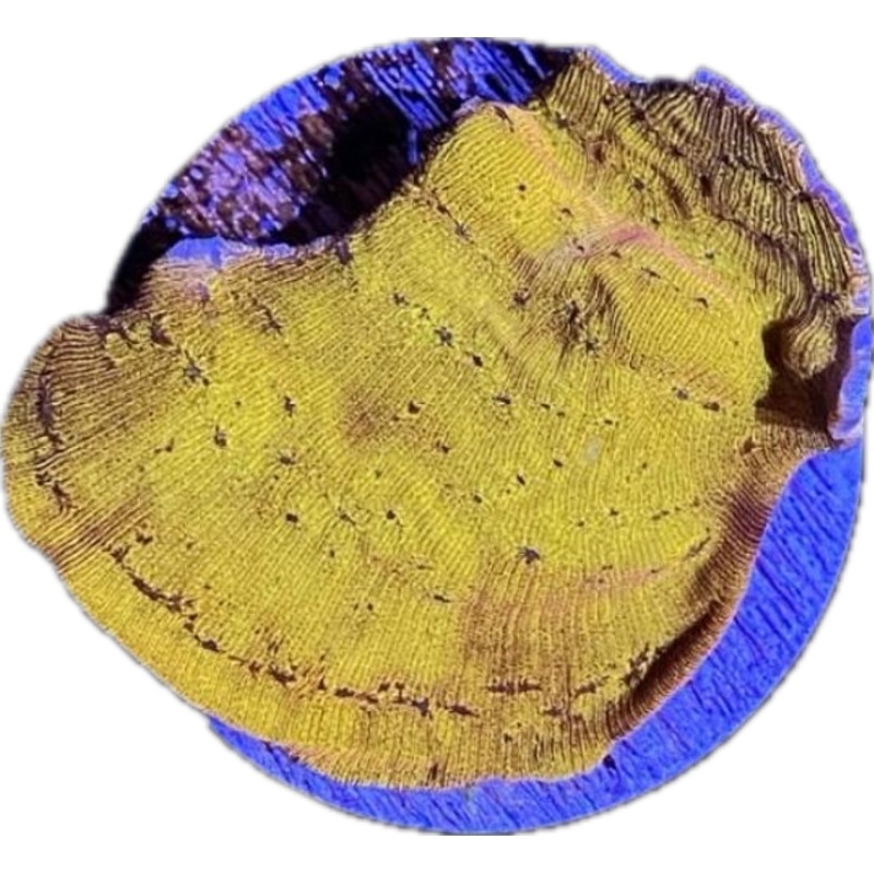24K Leptoseris