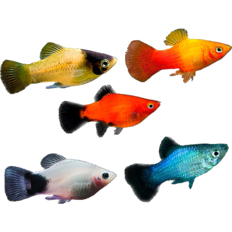 Assorted Platy (Each)