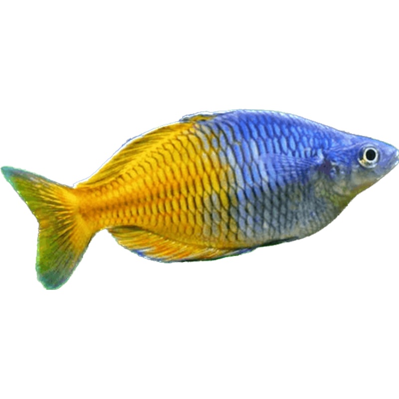 Bosemani Rainbow Fish