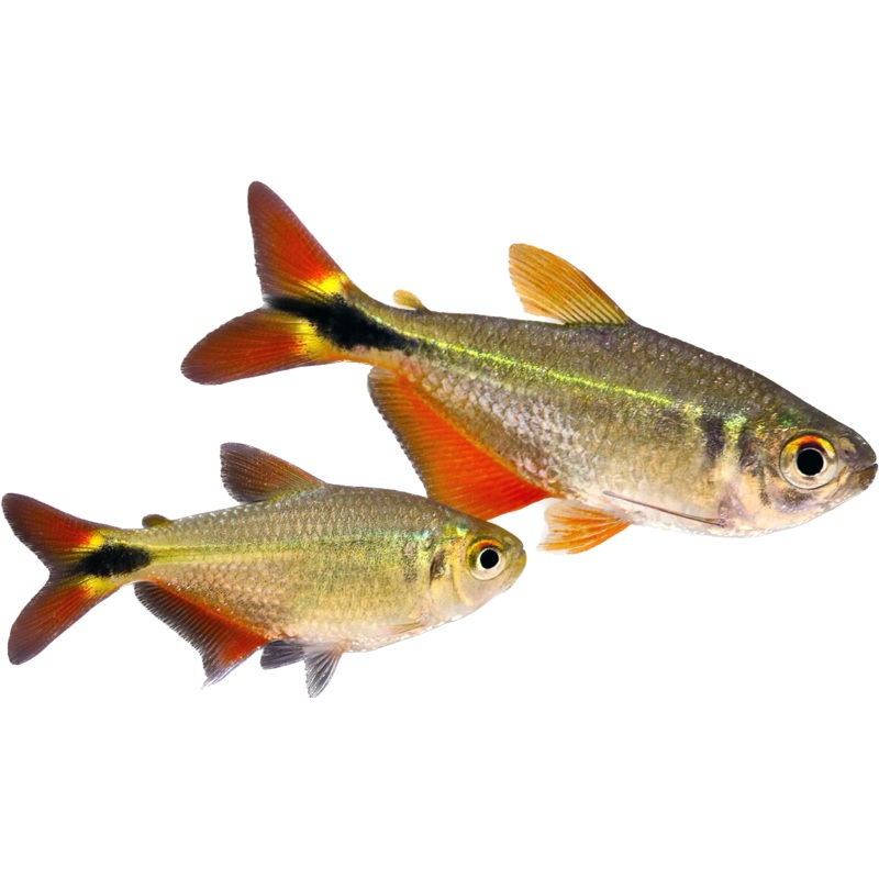 Buenos Aires Tetra
