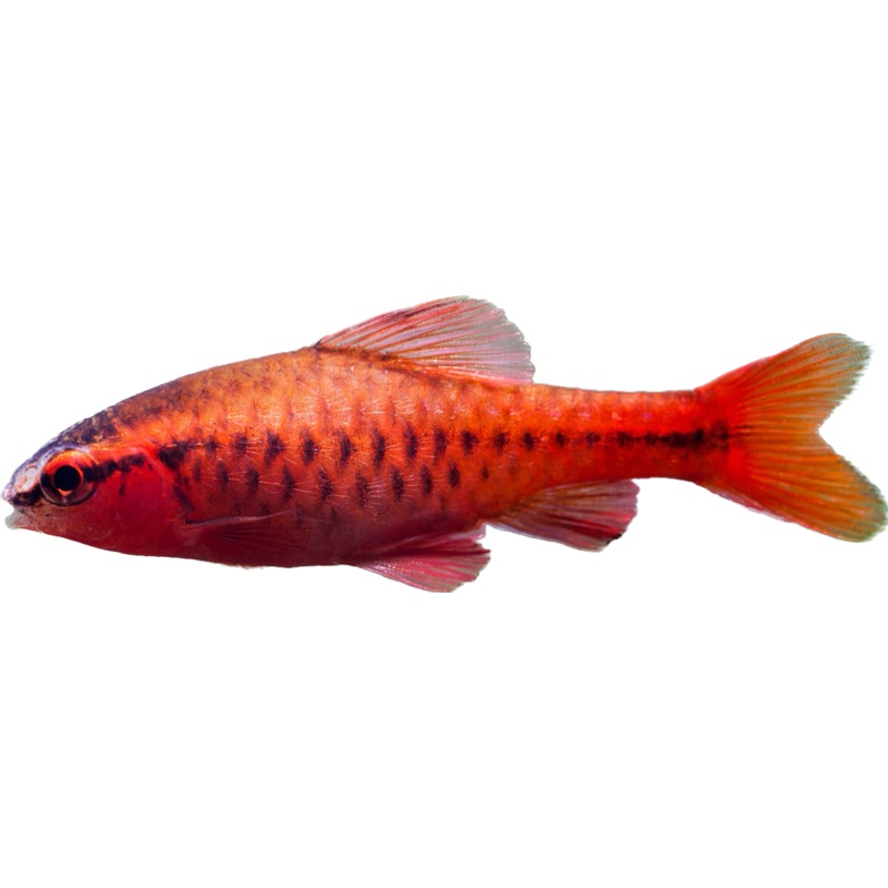 Cherry Barb