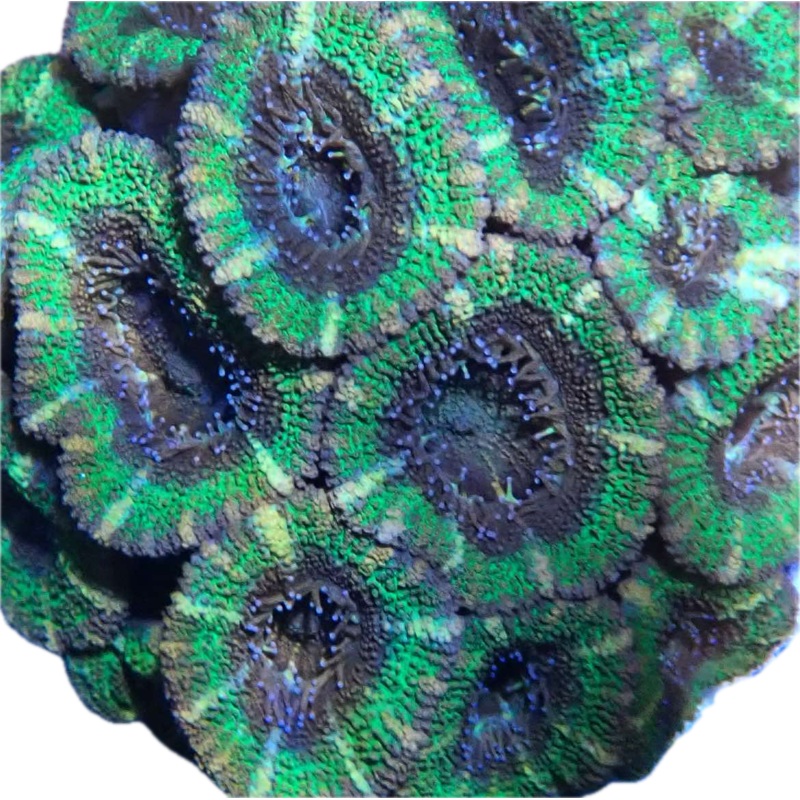 Green acan lord