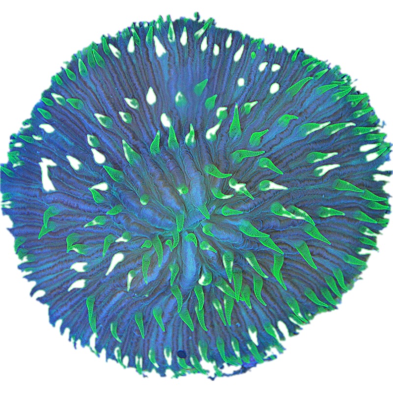 Green Fungia Plate coral