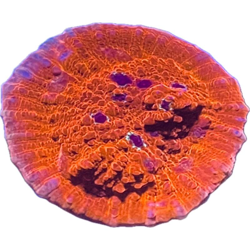 Orange Aussie Chalice
